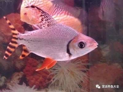 飛鳳魚的飼養(yǎng)誤區(qū)：飛鳳魚與其他魚類混養(yǎng)指南飛鳳魚的飼養(yǎng)技巧詳解 魚缸百科 第4張