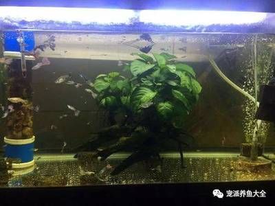 觀賞魚缸換水后放入適量的土霉素、土霉素、新諾明、甲硝唑、黃粉：觀賞魚換水后如何使用藥物 魚缸百科 第1張