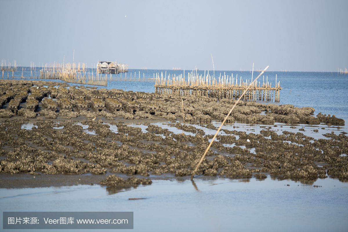 海沙放魚缸底砂是否合適，掌握這些技巧，養(yǎng)魚愛好者更好地選擇：如何選擇適合的魚缸底砂 魚缸百科 第3張