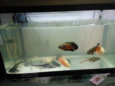 地圖魚飼養(yǎng)技巧地圖魚的飼養(yǎng)技巧地圖魚的飼養(yǎng)技巧：地圖魚的飼養(yǎng)技巧 魚缸百科 第1張