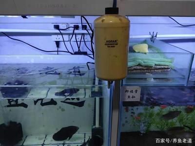 地圖魚飼養(yǎng)技巧地圖魚的飼養(yǎng)技巧地圖魚的飼養(yǎng)技巧：地圖魚的飼養(yǎng)技巧 魚缸百科 第3張