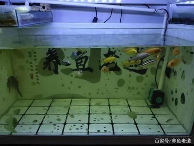 地圖魚飼養(yǎng)技巧地圖魚的飼養(yǎng)技巧地圖魚的飼養(yǎng)技巧：地圖魚的飼養(yǎng)技巧 魚缸百科 第2張