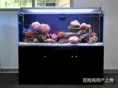 給大魚缸換水的正確方法和技巧：如何給大魚缸換水