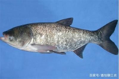 花鰱魚(yú)的養(yǎng)殖方法：花鰱魚(yú)在魚(yú)缸怎么養(yǎng)活視頻提供花鰱魚(yú)養(yǎng)殖方法