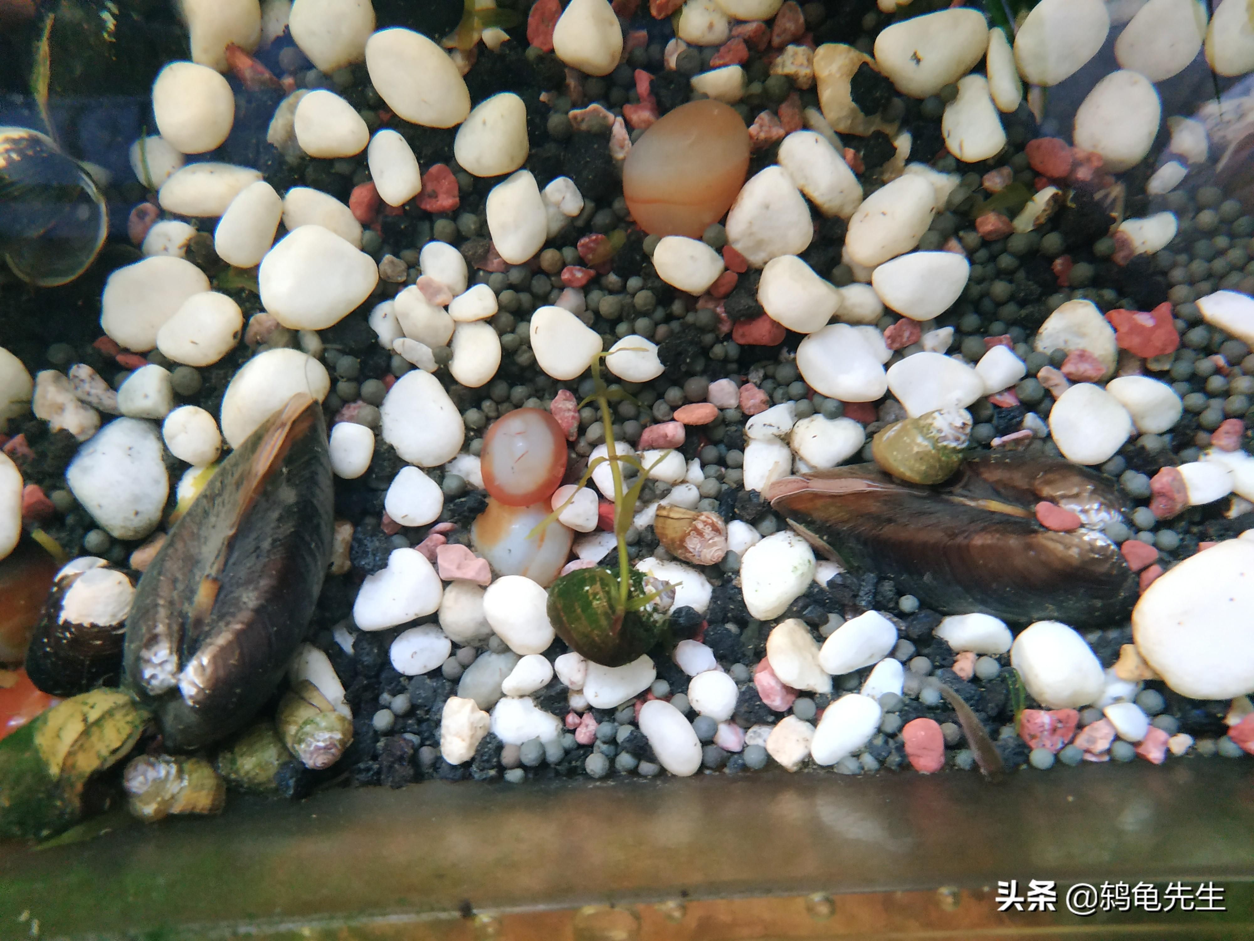 河蚌養(yǎng)在魚(yú)缸里的具體操作步驟是什么？：河蚌養(yǎng)在魚(yú)缸中的具體操作步驟 魚(yú)缸百科 第2張