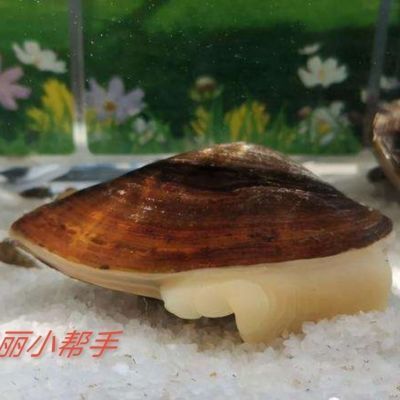 河蚌養(yǎng)在魚(yú)缸里的具體操作步驟是什么？：河蚌養(yǎng)在魚(yú)缸中的具體操作步驟 魚(yú)缸百科 第3張