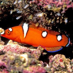 紅龍魚的飼養(yǎng)方法：海水紅龍魚的飼養(yǎng)技巧，紅龍魚的飼養(yǎng)技巧和飼養(yǎng)技巧