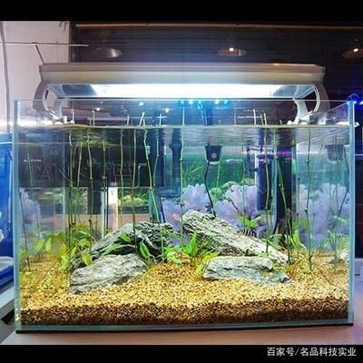 如何正確選擇魚(yú)缸石頭：剛買的石頭直接放入魚(yú)缸之前需要了解一些關(guān)鍵因素 魚(yú)缸百科 第3張