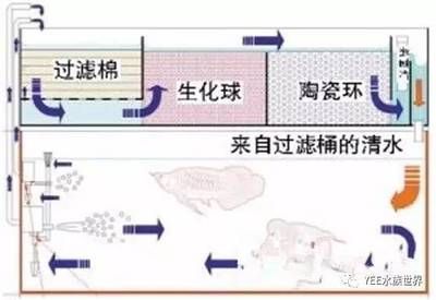 魚缸底濾的科學(xué)布局：底濾魚缸物理過濾搭配使用方法：底濾魚缸物理過濾的搭配使用方法