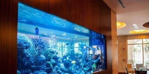 水族箱的養(yǎng)護(hù)秘籍：廣州水族箱的養(yǎng)護(hù)秘籍 魚缸百科 第4張