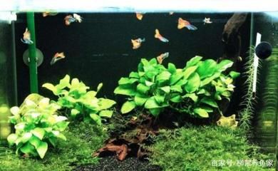 非凡魚缸是一個品牌嗎？：水族箱品牌探秘 魚缸百科 第3張