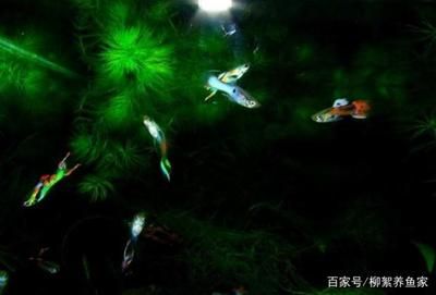 非凡魚缸是一個品牌嗎？：水族箱品牌探秘 魚缸百科 第4張