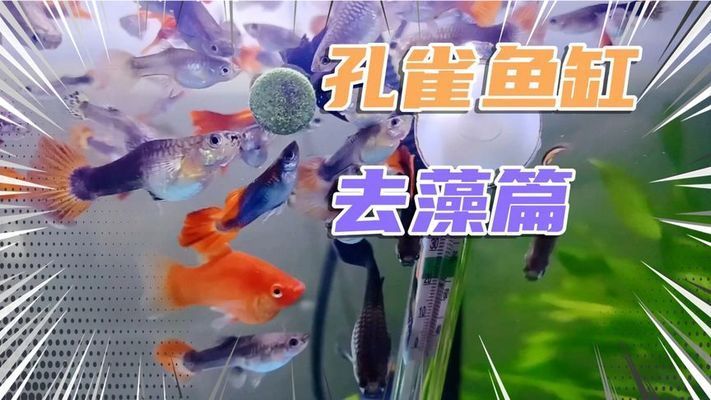 魚(yú)缸清潔秘籍：浮法玻璃魚(yú)缸清潔方法