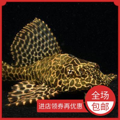 紅眼大帆魚(yú)飼養(yǎng)大帆魚(yú)是一種受歡迎的熱帶觀(guān)賞魚(yú)的飼養(yǎng)技巧：紅眼大帆魚(yú)是一種小型熱帶觀(guān)賞魚(yú) 魚(yú)缸百科 第3張