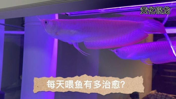 龍魚(yú)翹尾巴貼水面游是怎么回事？：龍魚(yú)翹尾巴貼水面游可能有多種原因 龍魚(yú)百科 第2張