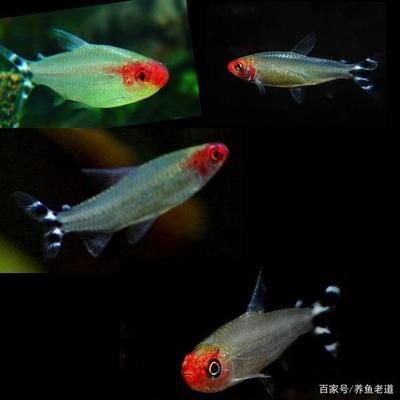 紅綠燈魚(yú)紅綠燈魚(yú)紅綠燈魚(yú)紅綠燈魚(yú)紅綠燈魚(yú)飼養(yǎng)方法：紅綠燈魚(yú)的飼養(yǎng)技巧 魚(yú)缸百科 第1張