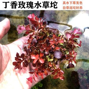 適合古法養(yǎng)魚的水草種類如何選擇適合古法養(yǎng)魚的水草種類：古法養(yǎng)魚的水草種類 魚缸百科 第1張