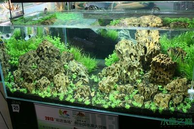 淡水魚缸造景，適合哪些水草：淡水魚缸造景推薦的幾種水草