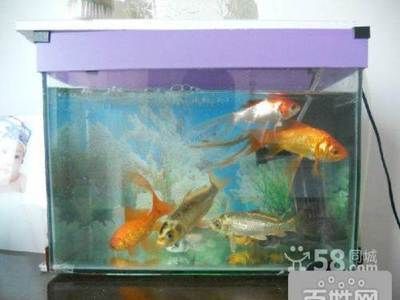 呼市最大的賣魚缸市場價(jià)格對(duì)不起，魚缸diy改造指南：呼和浩特賣魚缸的市場價(jià)格 魚缸百科 第3張