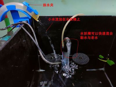 過濾桶魚缸水質(zhì)管理：過濾桶魚缸加水方法 魚缸百科 第1張