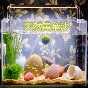 狗頭魚的飼養(yǎng)技巧：斑馬狗頭魚的飼養(yǎng)技巧