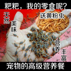 龍魚只吃蟲子不吃魚蝦的原因：糾正龍魚偏食習(xí)慣需注意以下幾點您可以嘗試糾正龍魚的偏食習(xí)慣 龍魚百科 第3張