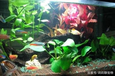 觀賞魚適合新手飼養(yǎng)的觀賞魚,觀賞魚品種及其他魚種及其其他魚種：養(yǎng)什么樣的觀賞魚好？ 魚缸百科 第2張