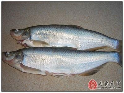 白條魚能否作為喂養(yǎng)龍魚的食物之一，白條魚喂龍魚好不好：白條魚可以作為喂養(yǎng)龍魚的食物嗎？