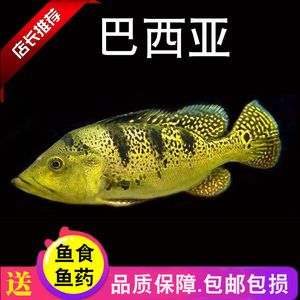 龍魚混養(yǎng)需要考慮多個(gè)因素，包括魚的品種、魚缸的大小和水質(zhì)管理：龍魚怎么混養(yǎng)，龍魚怎么配魚苗 龍魚百科 第3張