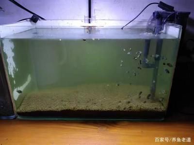 魚缸水變渾濁的原因及解決方法：魚缸加氧后水變渾濁怎么辦 魚缸百科 第1張