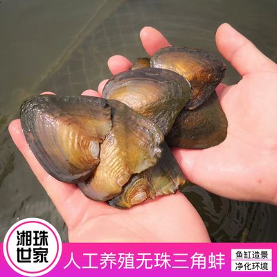 河蚌的生態(tài)角色：如何養(yǎng)殖河蚌