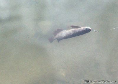 野釣龍魚的注意事項(xiàng)：野釣實(shí)拍“野釣實(shí)拍，居然弄到了野生龍魚”