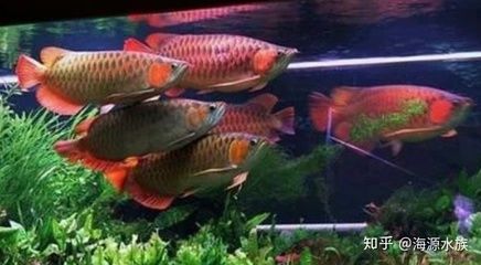 金龍魚(yú)和龍魚(yú)的區(qū)別：性不高和身體小1星點(diǎn)龍魚(yú)有什么特點(diǎn)龍魚(yú)品種介紹 龍魚(yú)百科