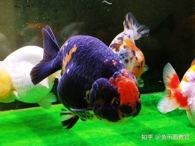 魚缸換水后魚死亡的原因：換水后魚兒死亡的原因 魚缸百科 第3張