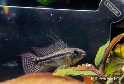 魚缸換水后魚死亡的原因：換水后魚兒死亡的原因 魚缸百科 第1張