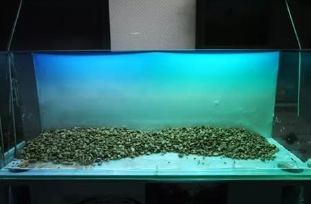 水族箱的歷史演變：如何給魚缸起名 魚缸百科 第1張