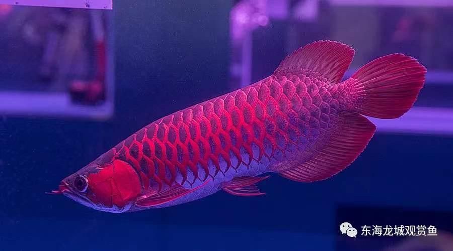 二號(hào)紅龍魚(yú)是什么龍魚(yú)：二號(hào)紅龍魚(yú)是一種色彩鮮艷、原產(chǎn)于印度尼西亞淡水觀賞魚(yú) 龍魚(yú)百科 第3張