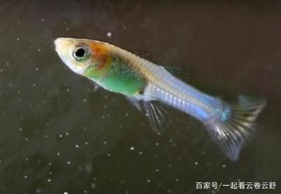 養(yǎng)鳳尾魚的最佳水溫是22.2℃至27.2℃至27.[需手動填充]：關(guān)于鳳尾魚的魚缸溫度的詳細(xì)信息