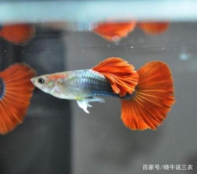 養(yǎng)鳳尾魚的最佳水溫是22.2℃至27.2℃至27.[需手動填充]：關(guān)于鳳尾魚的魚缸溫度的詳細(xì)信息