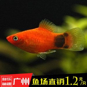 廣州花鳥魚蟲市場購買魚缸及養(yǎng)殖技巧養(yǎng)殖技巧養(yǎng)殖技巧：廣州花鳥魚蟲市場怎么樣 魚缸百科 第1張