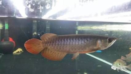 紅龍魚的正確飼養(yǎng)方法：紅龍成年魚的飼養(yǎng)方法