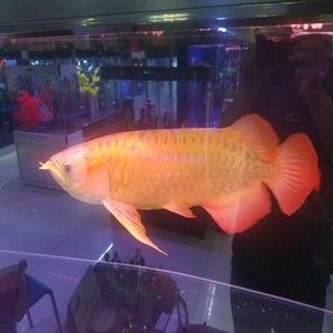 24k小金頭龍魚的價(jià)格是多少：24k小金頭龍魚價(jià)格大致在幾千元人民幣左右 龍魚百科 第2張