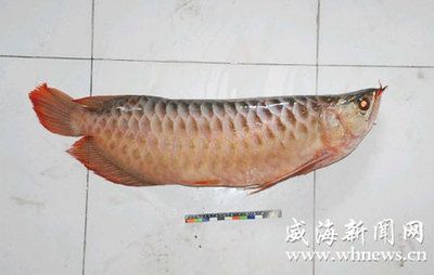 紅龍魚(yú)死后是扔掉還是埋掉，紅龍魚(yú)死后還是埋掉和埋掉：紅龍魚(yú)死后應(yīng)該扔掉還是埋掉？ 龍魚(yú)百科 第2張