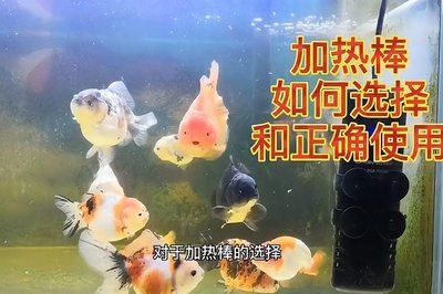 魚缸節(jié)能型魚缸加熱棒是否費電，魚缸加熱棒是否費電：新型魚缸加熱棒的費電問題