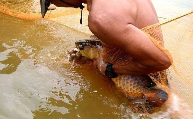 龍魚吐食物是由于多種原因引起的，包括水質(zhì)問題、消化不良、厭倦食物等：龍魚吐食物怎么辦 龍魚百科 第2張