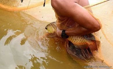 龍魚吐食物是由于多種原因引起的，包括水質(zhì)問題、消化不良、厭倦食物等：龍魚吐食物怎么辦 龍魚百科 第3張