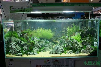 水草魚缸造景的魅力探索：diy魚缸造景效果圖，讓你的魚缸成為家中的一道獨(dú)特風(fēng)景線 魚缸百科 第3張