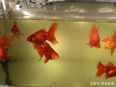 觀賞魚(yú)缸水質(zhì)發(fā)黃但清澈是正常的嗎？：觀賞魚(yú)缸水質(zhì)發(fā)黃但清澈可能有多種原因有些是正常的