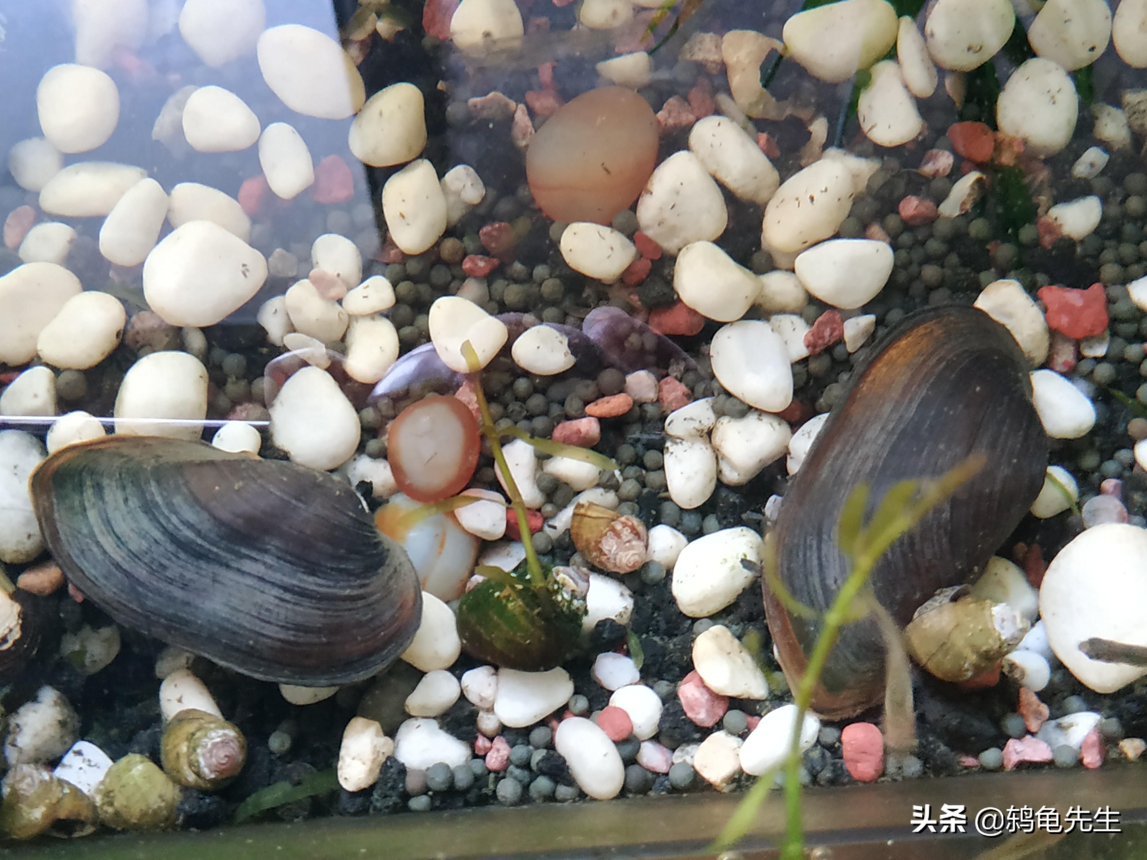 河蚌在魚缸中的生存狀況一直是養(yǎng)魚愛好者關(guān)注的話題：河蚌在魚缸中生存狀況一直是養(yǎng)魚愛好者關(guān)注的話題 魚缸百科 第2張