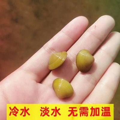 河蚌養(yǎng)在魚缸里有利有弊？如何科學(xué)養(yǎng)河蚌？：河蚌養(yǎng)在魚缸里既有好處也有壞處如何科學(xué)養(yǎng)河蚌飼養(yǎng)技巧 魚缸百科 第3張